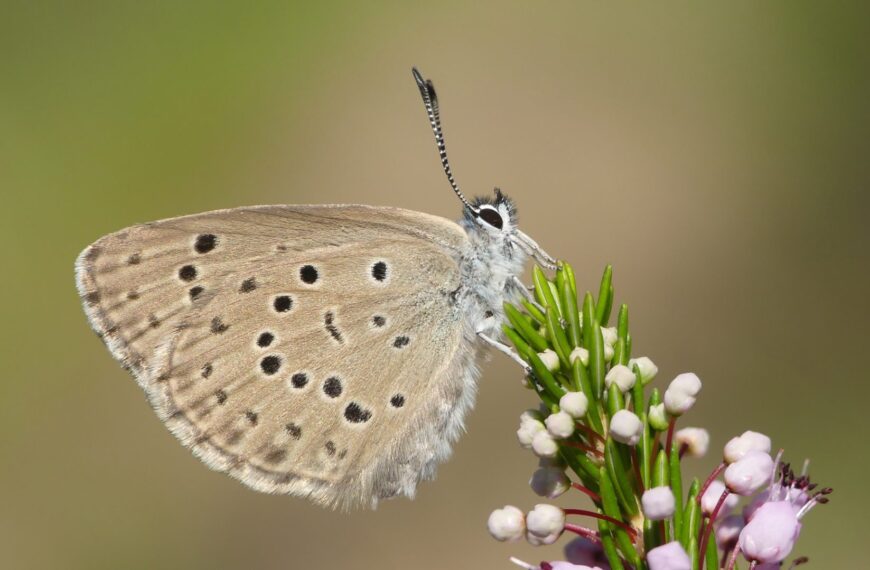 Protección de Especies Polinizadoras: Un Paso Crucial para la Biodiversidad