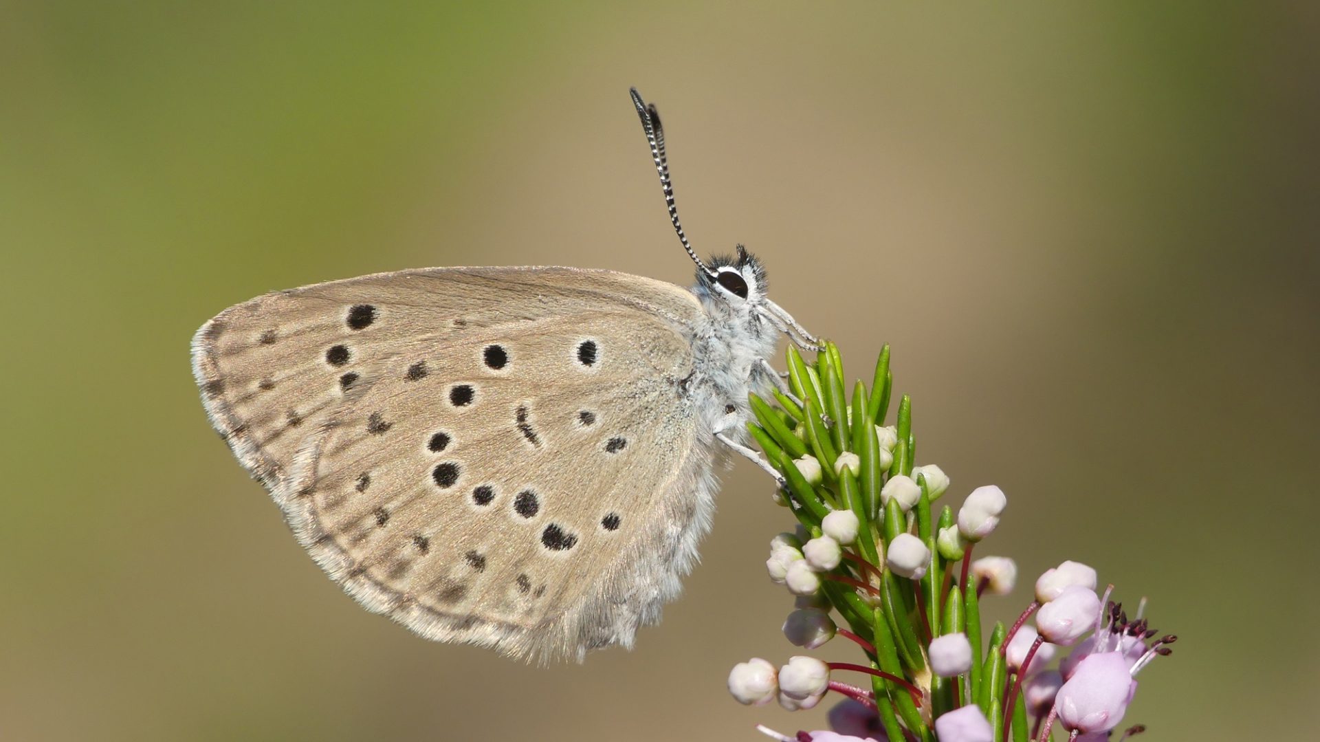 Protección de Especies Polinizadoras: Un Paso Crucial para la Biodiversidad