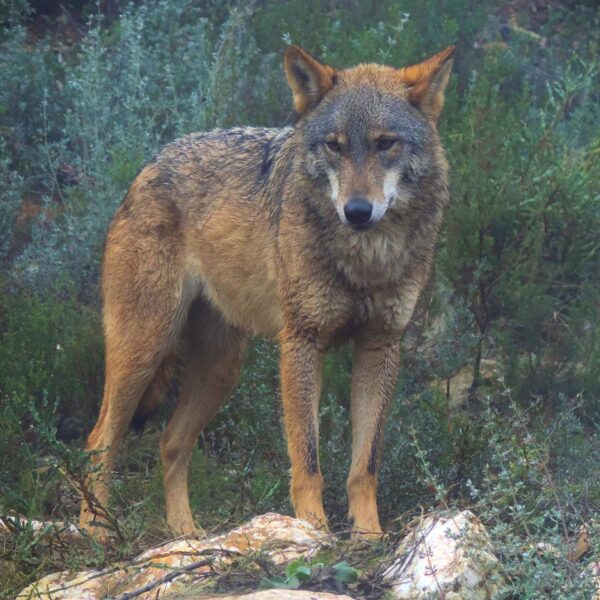 Plan de caza de lobos en Asturias: la controversia que crece