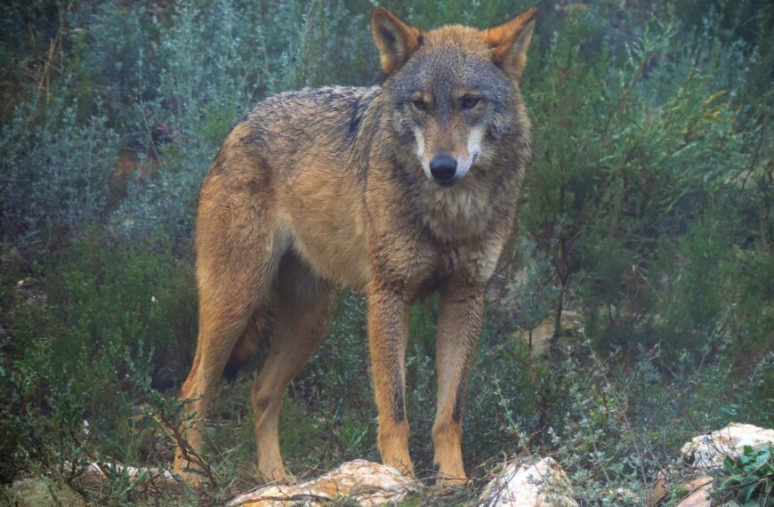 Plan de caza de lobos en Asturias: la controversia que crece