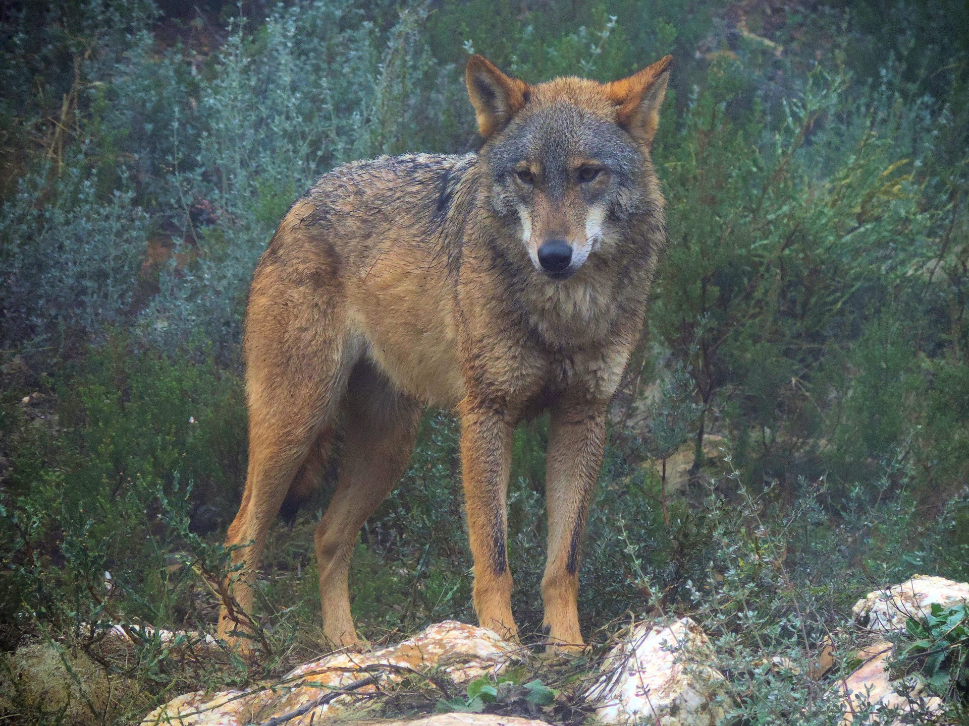 Plan de caza de lobos en Asturias: la controversia que crece