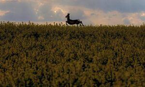 Recuperación de ecosistemas: ¿un engaño detrás del regreso de la fauna?