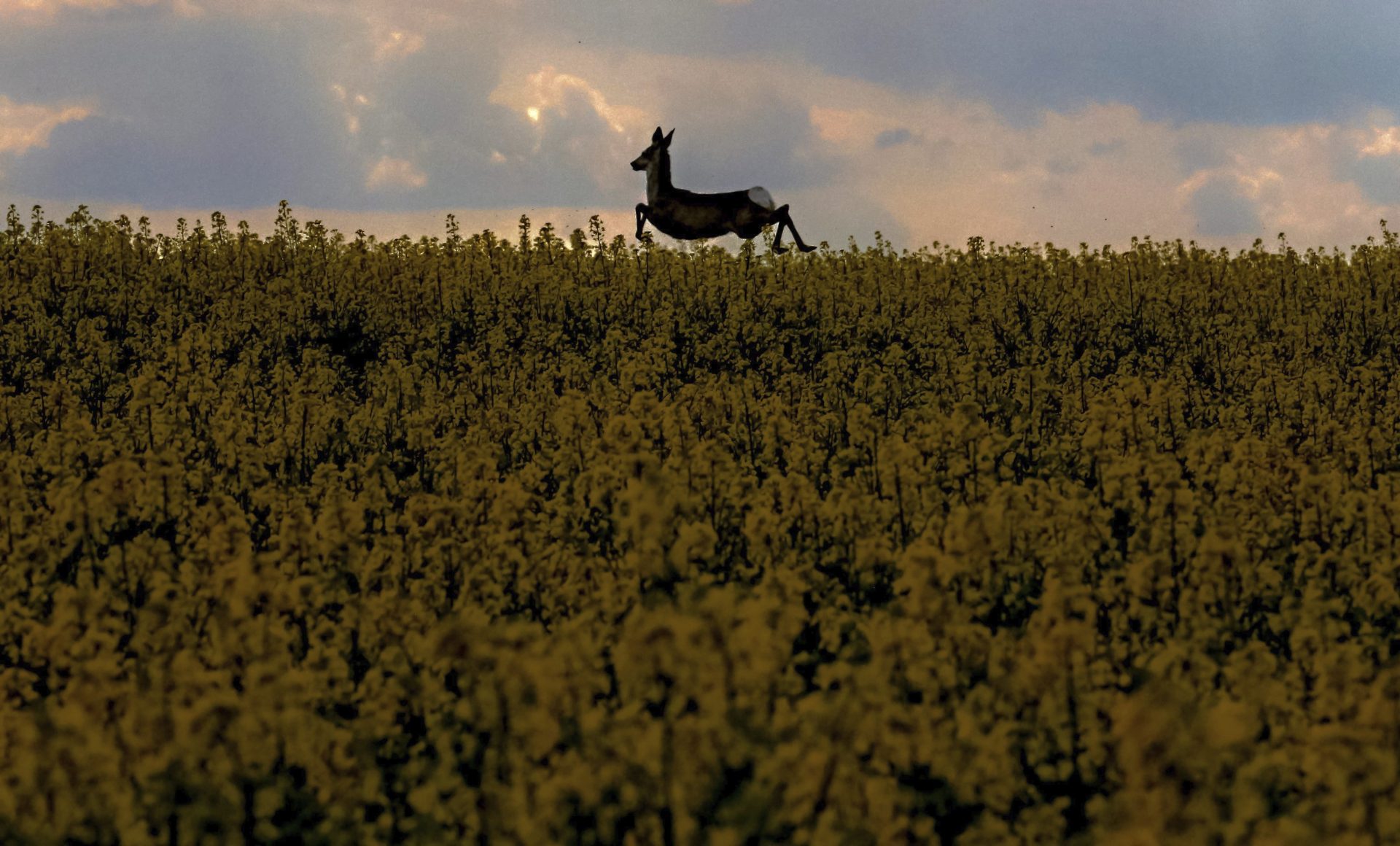 Recuperación de ecosistemas: ¿un engaño detrás del regreso de la fauna?