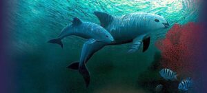 Vaquita Marina: ¿Está Aumentando Su Población Tras Nuevas Medidas?
