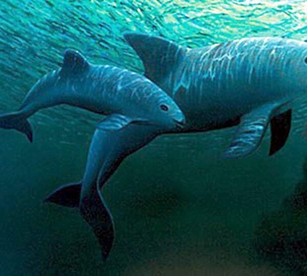 Vaquita Marina: ¿Está Aumentando Su Población Tras Nuevas Medidas?