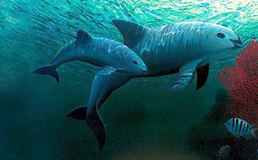 Vaquita Marina: ¿Está Aumentando Su Población Tras Nuevas Medidas?