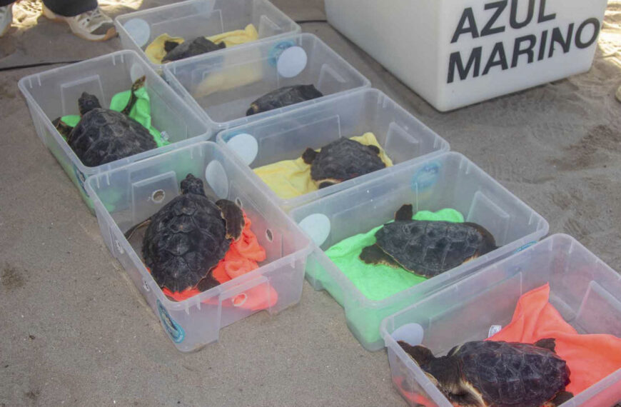 Tortugas bobas: el emotivo regreso al mar desde Benidorm