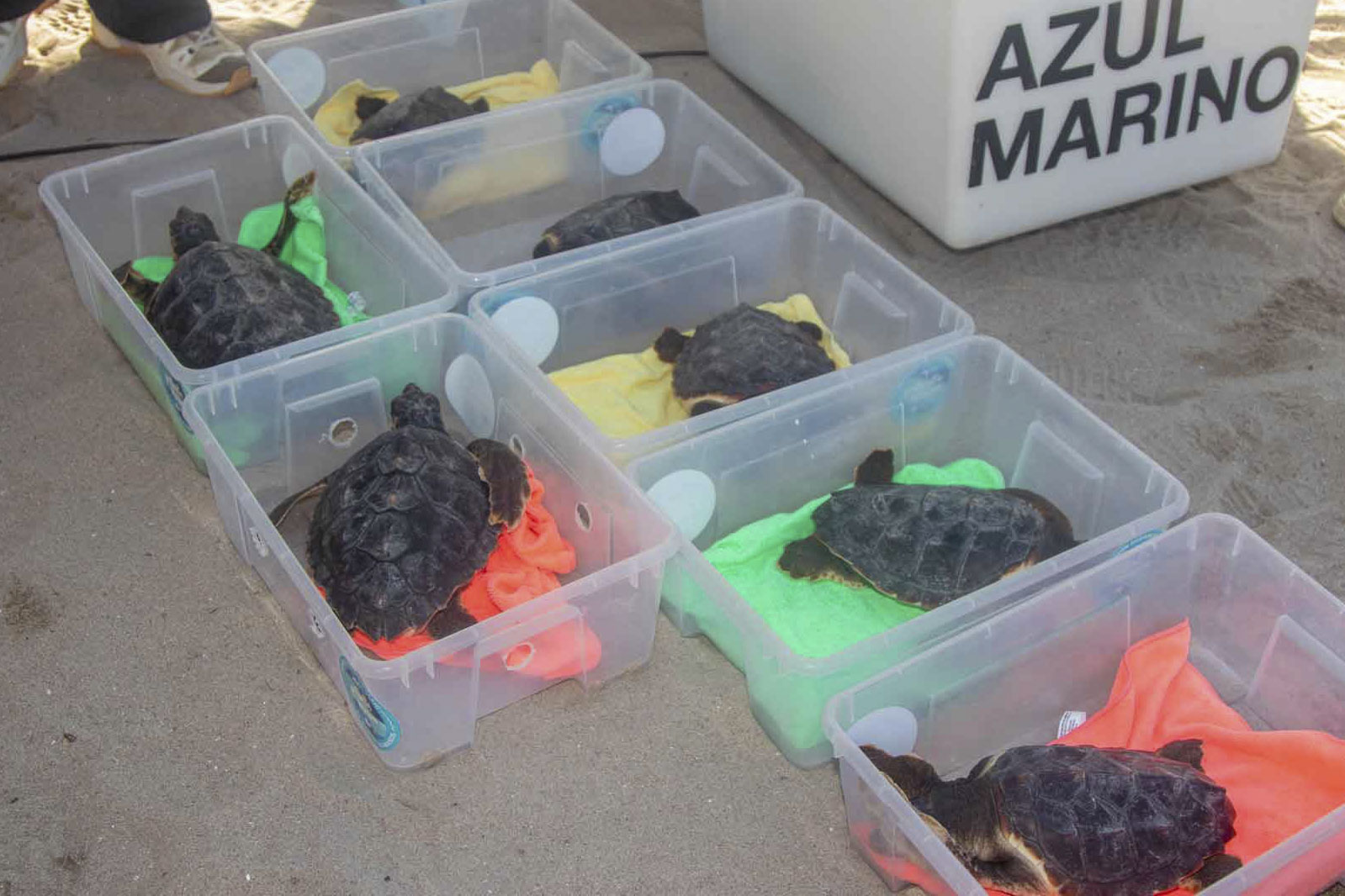 Tortugas bobas: el emotivo regreso al mar desde Benidorm