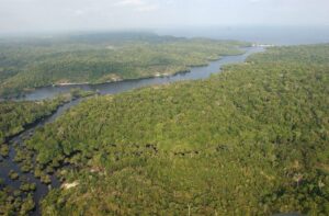Deforestación Ilegal: La Impactante Verdad Tras la Operación Madre Tierra
