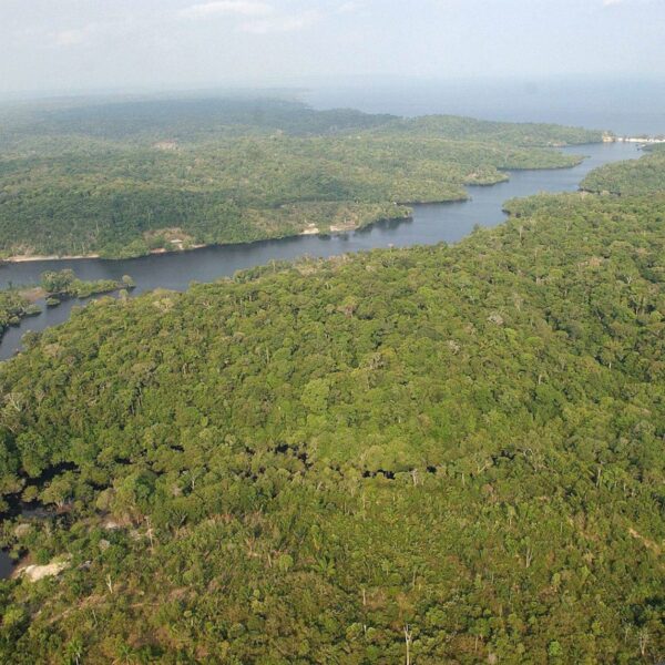 Deforestación Ilegal: La Impactante Verdad Tras la Operación Madre Tierra