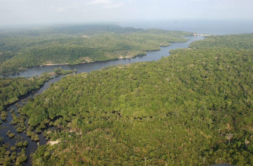Deforestación Ilegal: La Impactante Verdad Tras la Operación Madre Tierra