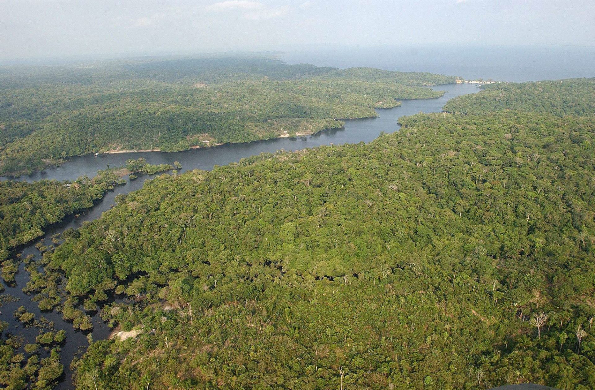 Deforestación Ilegal: La Impactante Verdad Tras la Operación Madre Tierra