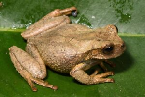 Nueva especie de rana marsupial destaca en los Andes peruanos