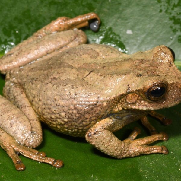 Nueva especie de rana marsupial destaca en los Andes peruanos