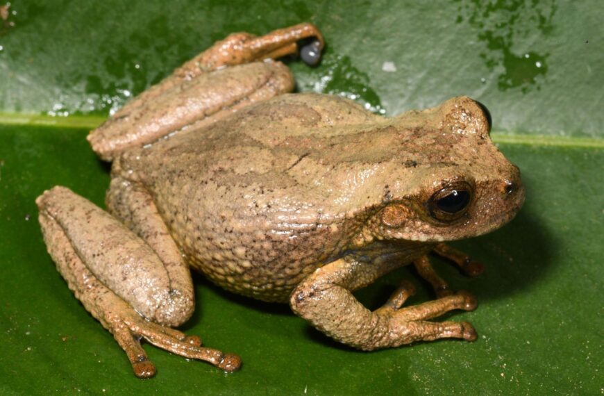 Nueva especie de rana marsupial destaca en los Andes peruanos