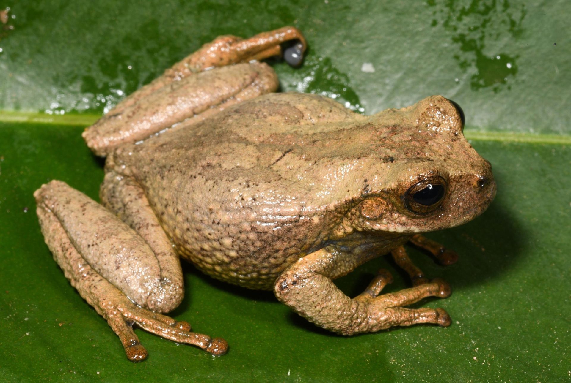 Nueva especie de rana marsupial destaca en los Andes peruanos