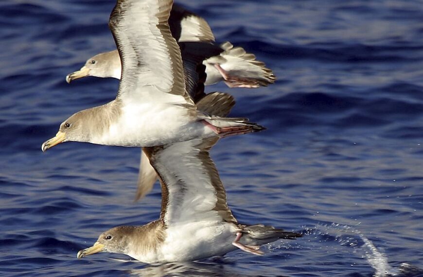 Desfase horario aves marinas: Cómo impacta en su migración