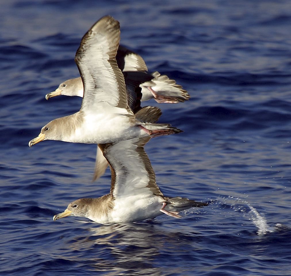Desfase horario aves marinas: Cómo impacta en su migración