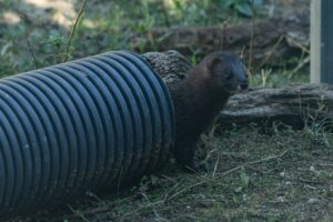 Visón europeo en peligro de extinción: ¿Cómo se puede salvar esta especie?