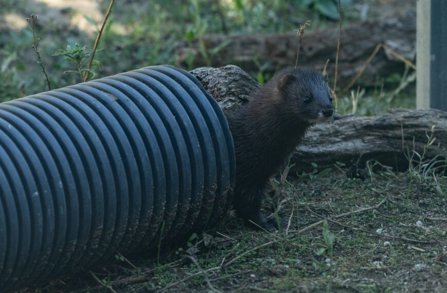Visón europeo en peligro de extinción: ¿Cómo se puede salvar esta especie?